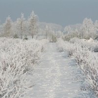 питомник ягодных растений