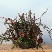 питомник ягодных растений